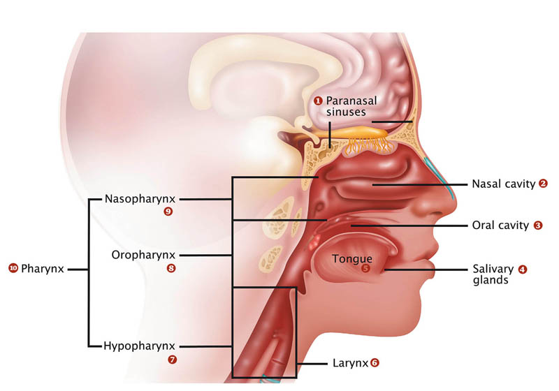 Cancers de la tête et du cou: la révolution immunothérapie 1 cancer tete cou