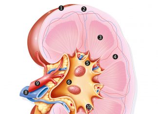 Retarder l’insuffisance rénale chronique