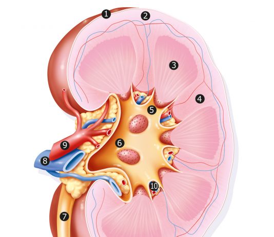 Retarder l’insuffisance rénale chronique